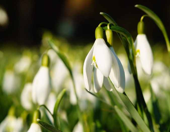 white-snowdrop-flowers-selective-focus-photography